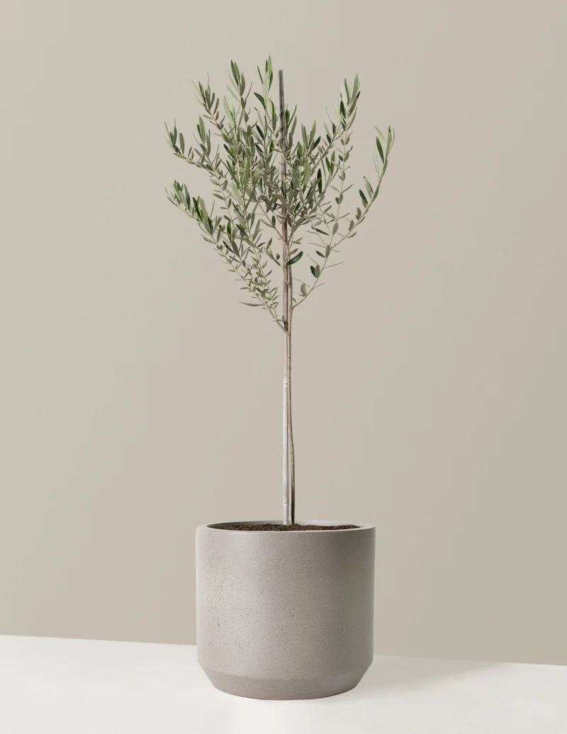 Image of Olive Tree