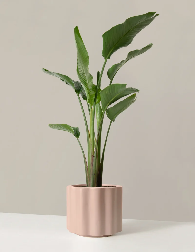 Image of Bird of Paradise