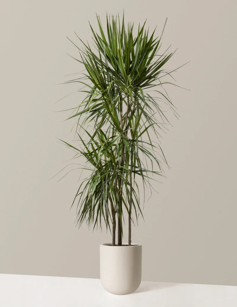 Image of Dracaena Marginata