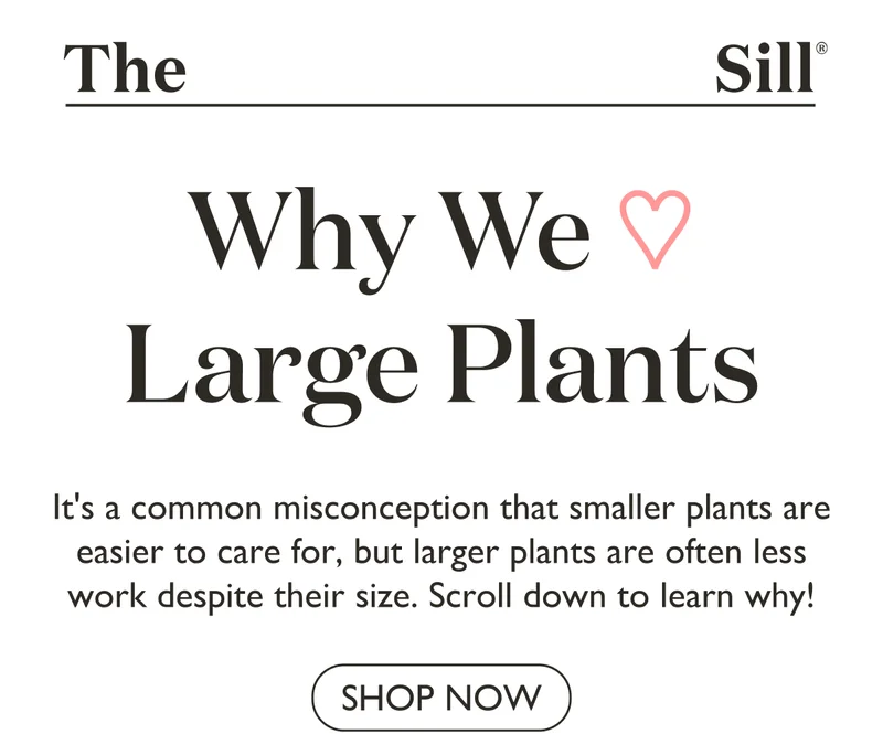 Shop Large Houseplants for Home and Patio