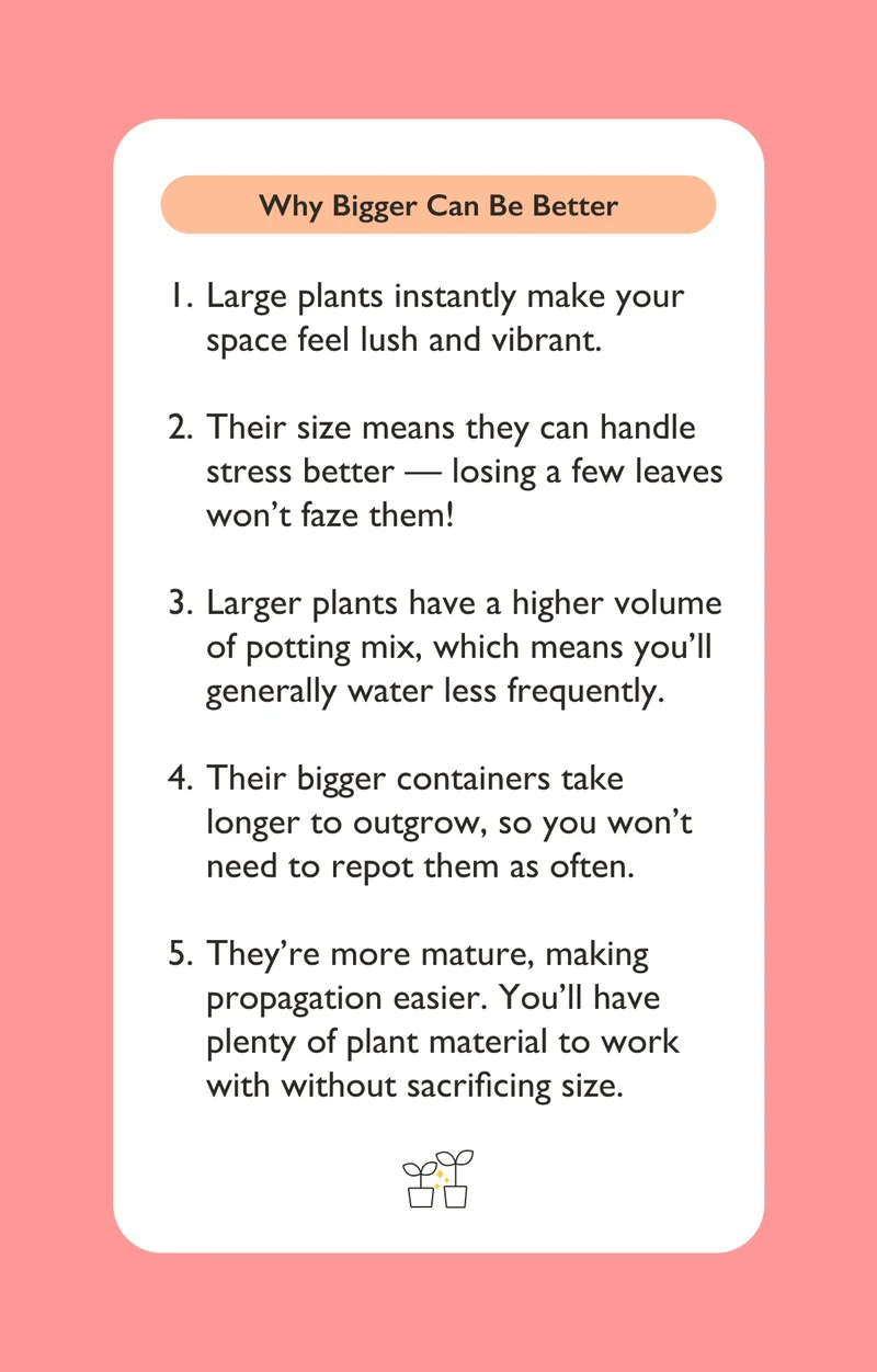 Why Large Plants Are Great + Care Tips