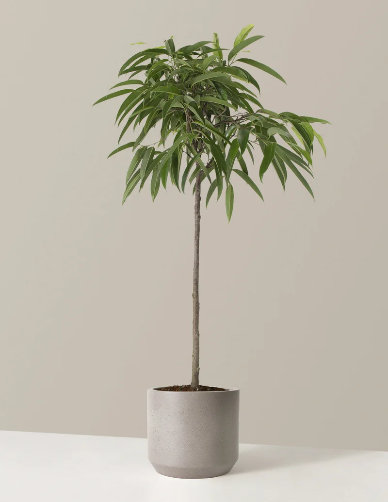 Image of Ficus Alii