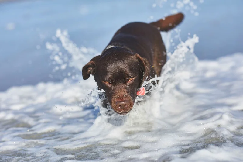 an image of a dog sitting on a beach looking at the camera