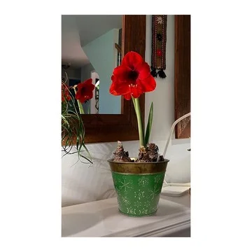 Ships 11/4/24 Roberta's 2024 Jumbo Dutch Amaryllis Bulb W/ Holiday Tin