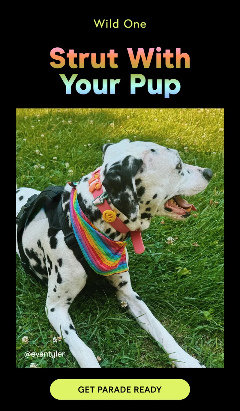 Don’t leave your pup our of Pride festivities this year. Check to see if your local pride parade is dog-friendly (wink wink: most are)!