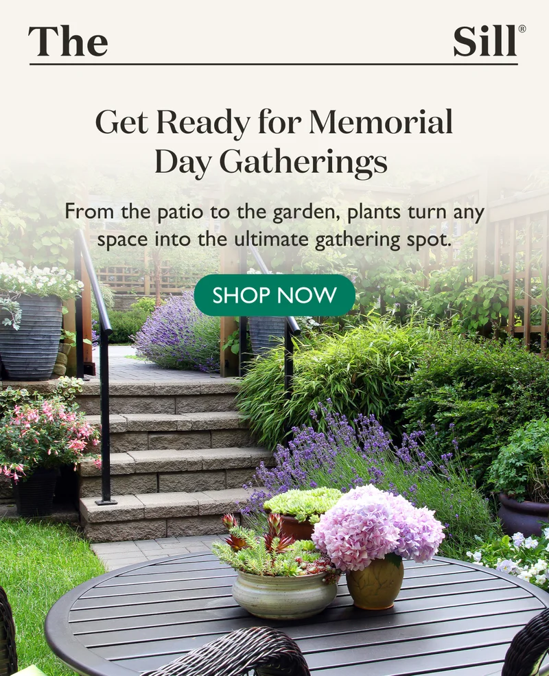 Get Ready for Memorial Day Gatherings: From the patio to the garden, plants turn any space into the ultimate gathering spot.