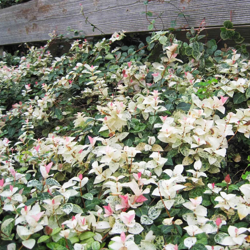 Image of Snow-N-Summer™ Asiatic Jasmine