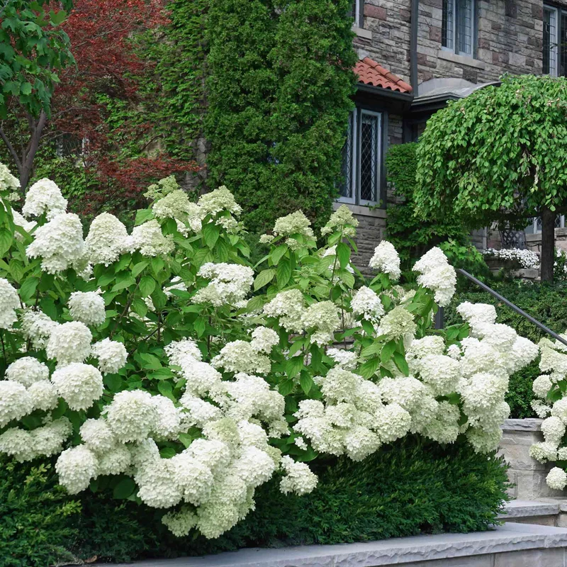Image of White Wedding Hydrangea
