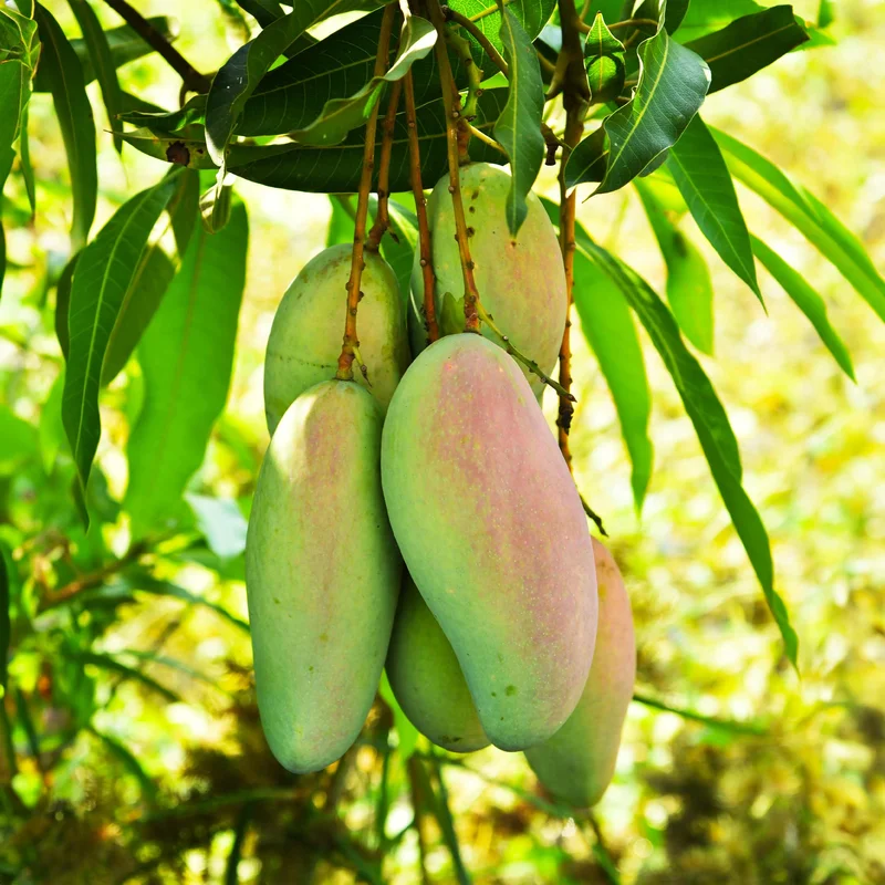 Image of Glenn Mango Tree
