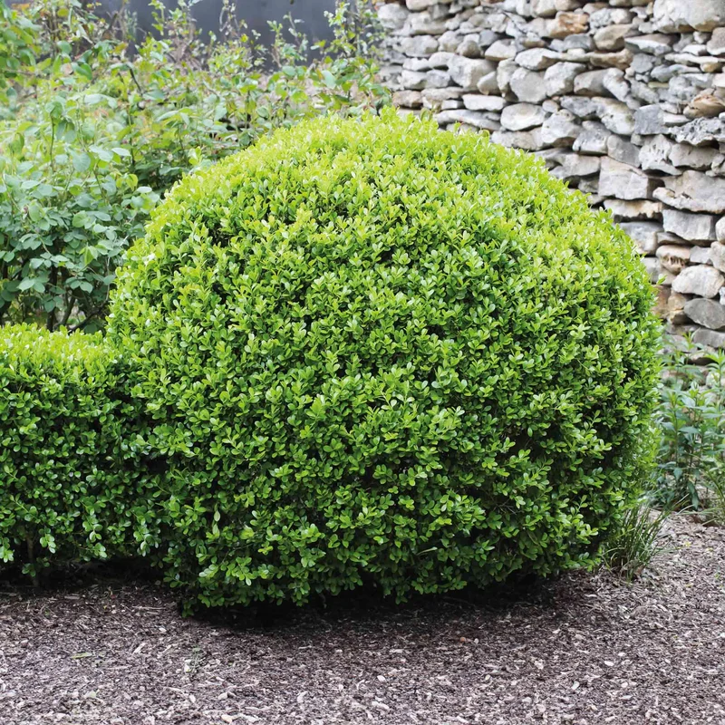 Image of Winter Gem Boxwood