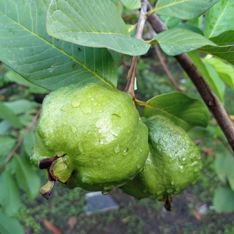 Image of Guava Tree