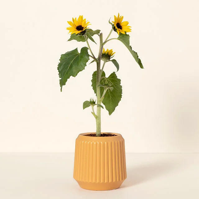 Self-Watering Sunflower Grow Kit