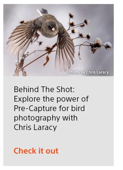 Behind The Shot: Explore the power of Pre-Capture for bird photography with Chris Laracy | Check it out