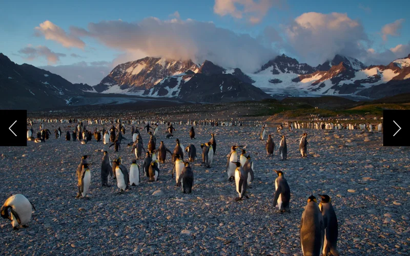 A colony of king penguins during sunrise on Saint Andrews Bay in South Georgia. The bay is home to one of the world's largest penguin colonies.
