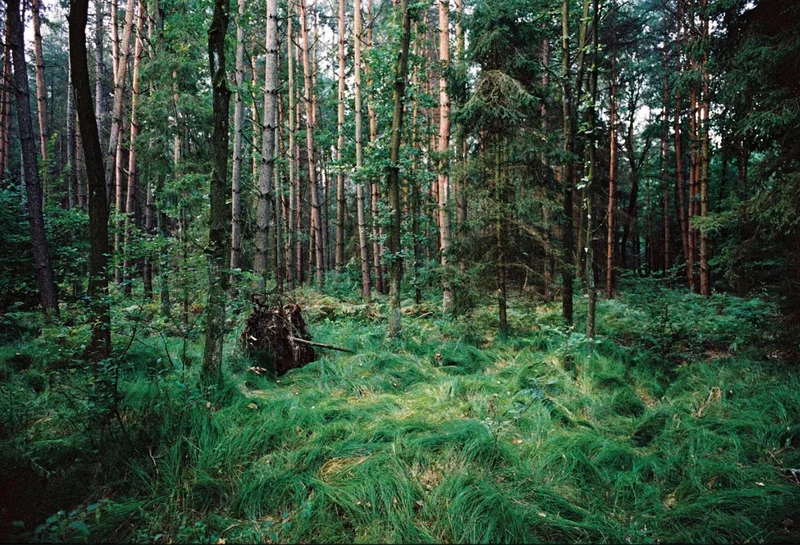 Through 22 stories and 130 locations, including this forest, an immersive project traces the ghosts of the Holocaust across Europe.