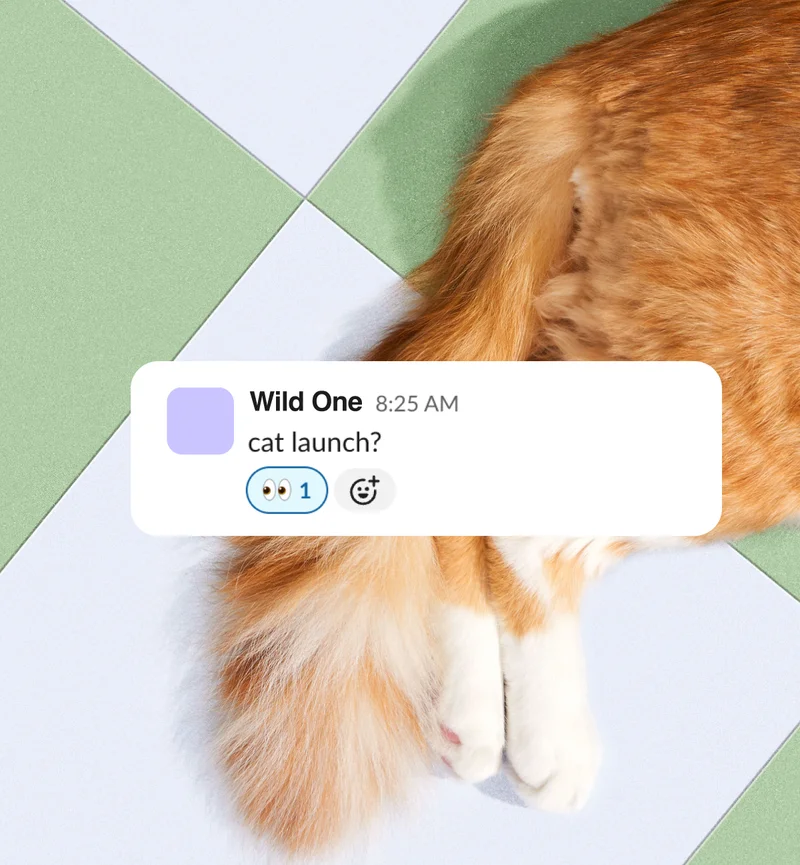 cat launch?