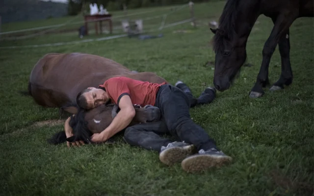 A man in a red shirt and jeans cradles the head of a brown horse lying down in the grass while another black horse approaches from the right.