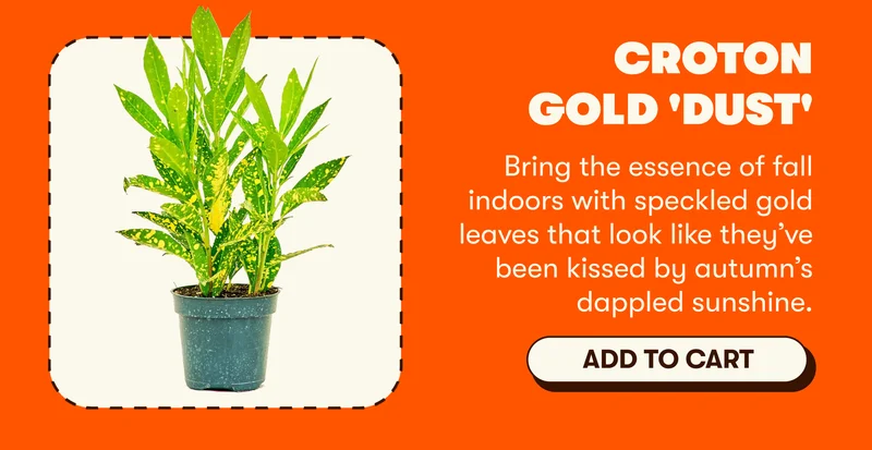 Croton Gold 'Dust': Bring the essence of fall indoors with speckled gold leaves that look like they’ve been kissed by autumn’s dappled sunshine. [ADD TO CART]