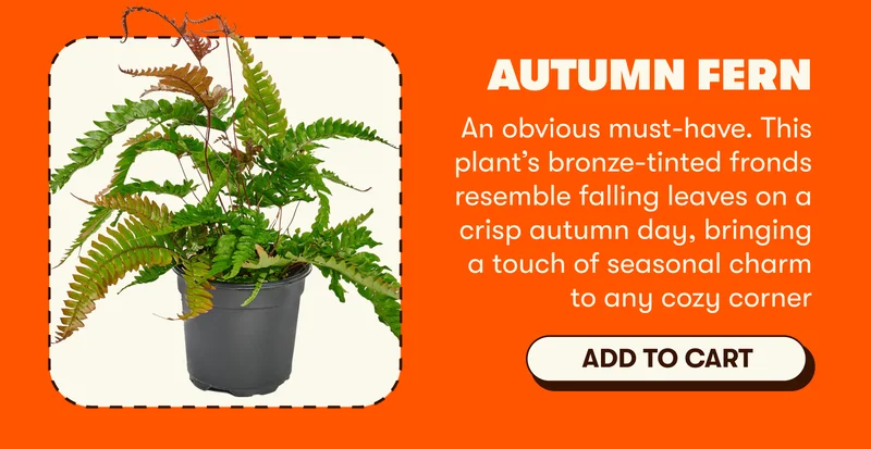 Autumn Fern An obvious must-have. This plant’s bronze-tinted fronds resemble falling leaves on a crisp autumn day, bringing a touch of seasonal charm to any cozy corner [ADD TO CART]