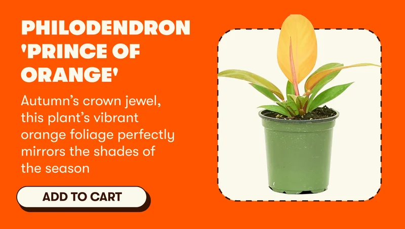 Philodendron 'Prince of Orange' Autumn’s crown jewel, this plant’s vibrant orange foliage perfectly mirrors the shades of the season [ADD TO CART]