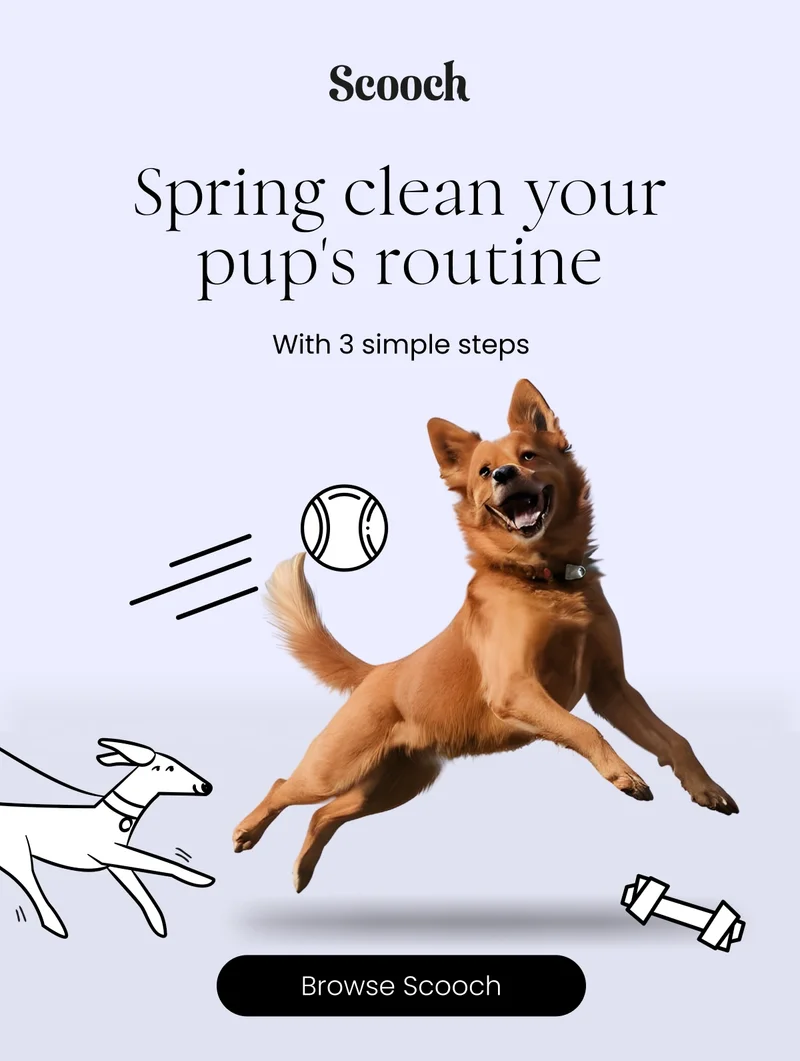 Browse Scooch