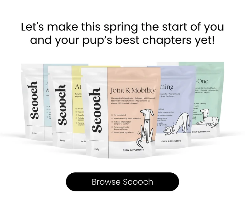 Let's make this spring the start of you and your pup’s best chapters yet! - Browse Scooch