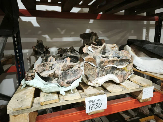 Neck bones of a new sauropod dinosaur.