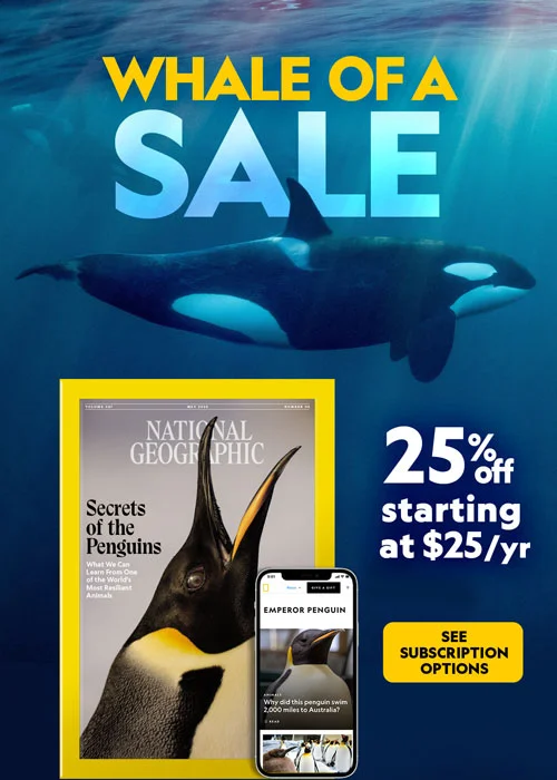 Whale of a Sale: Save 25% on a Nationl Geographic subscription