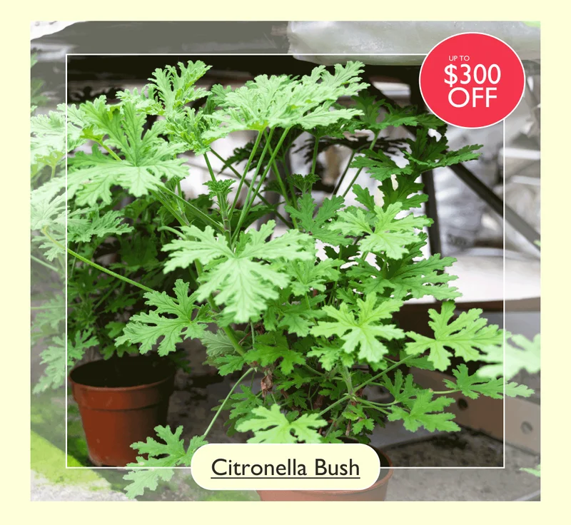 Up to $300 off the Citronella Bush