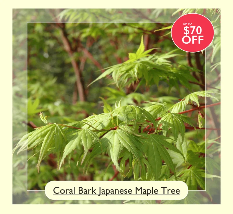 Up to $70 off the Coral Bark Japanese Maple Tree