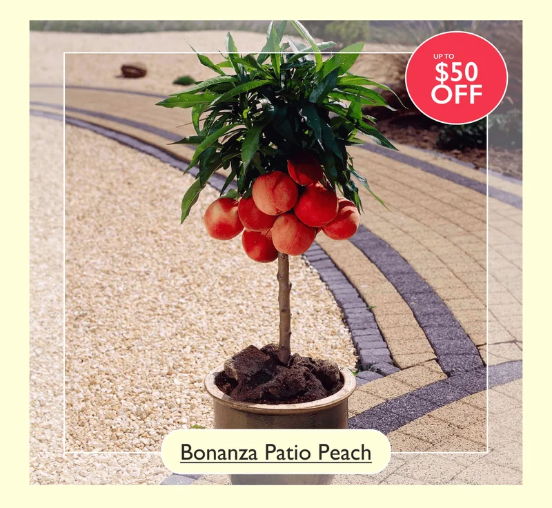 Up to 50% off the Bonanza Patio Peach