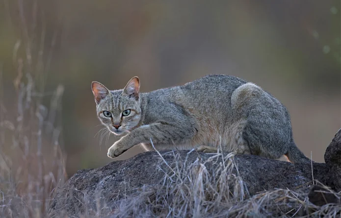 An African wildcat (Felis lybica) rests on a rock in Kruger National Park, South Africa.