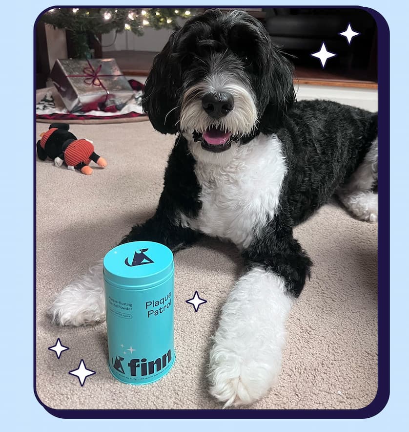Photo of a doodle with Finn Plaque Patrol Powder