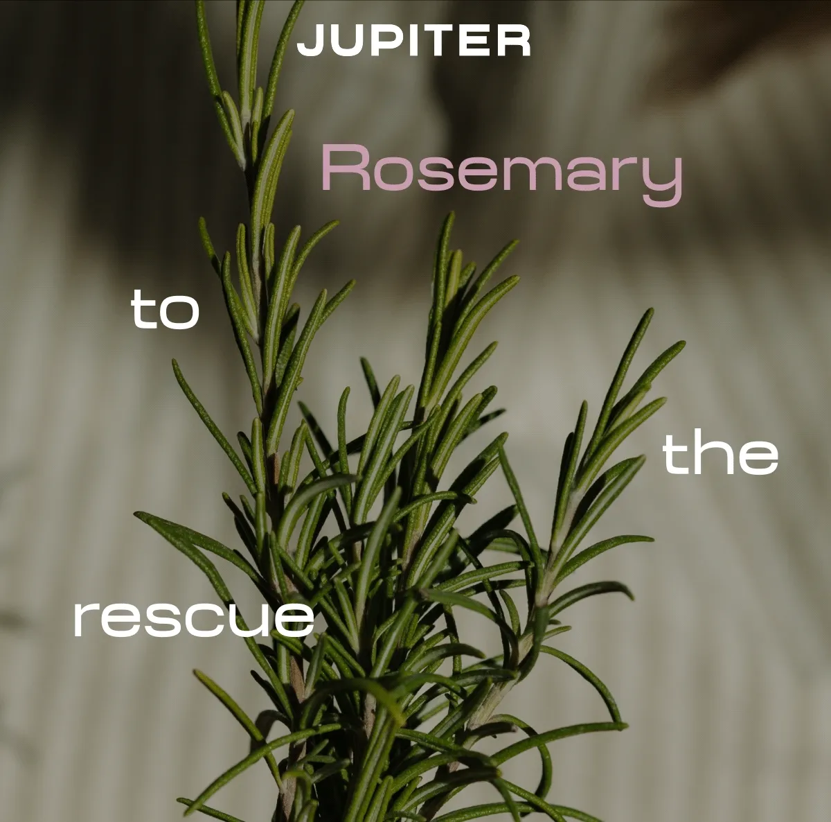 Jupiter | Rosemary to the rescue