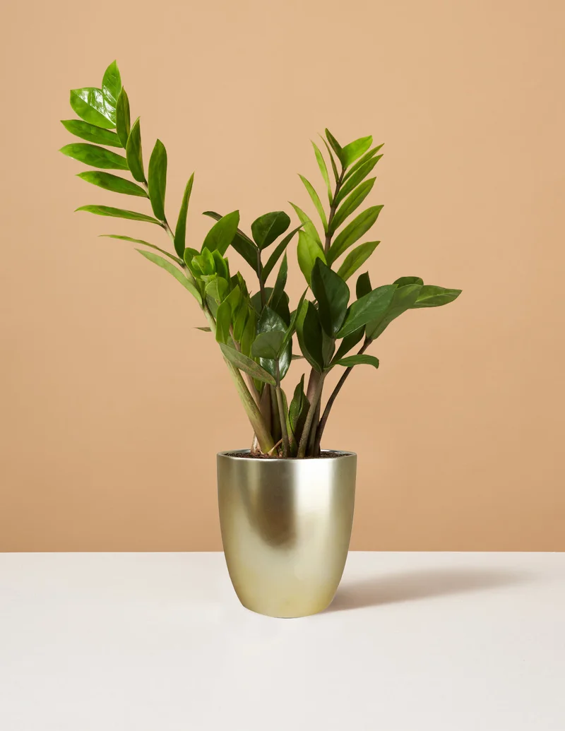 Image of ZZ Plant