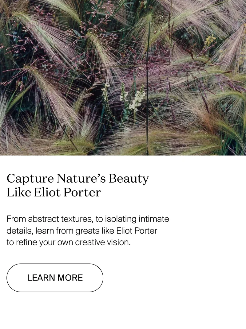 Capture Nature's Beauty Like Eliot Porter: From abstract textures, to isolating intimate details, learn from greats like Elliott Porter to refine your own creative vision.