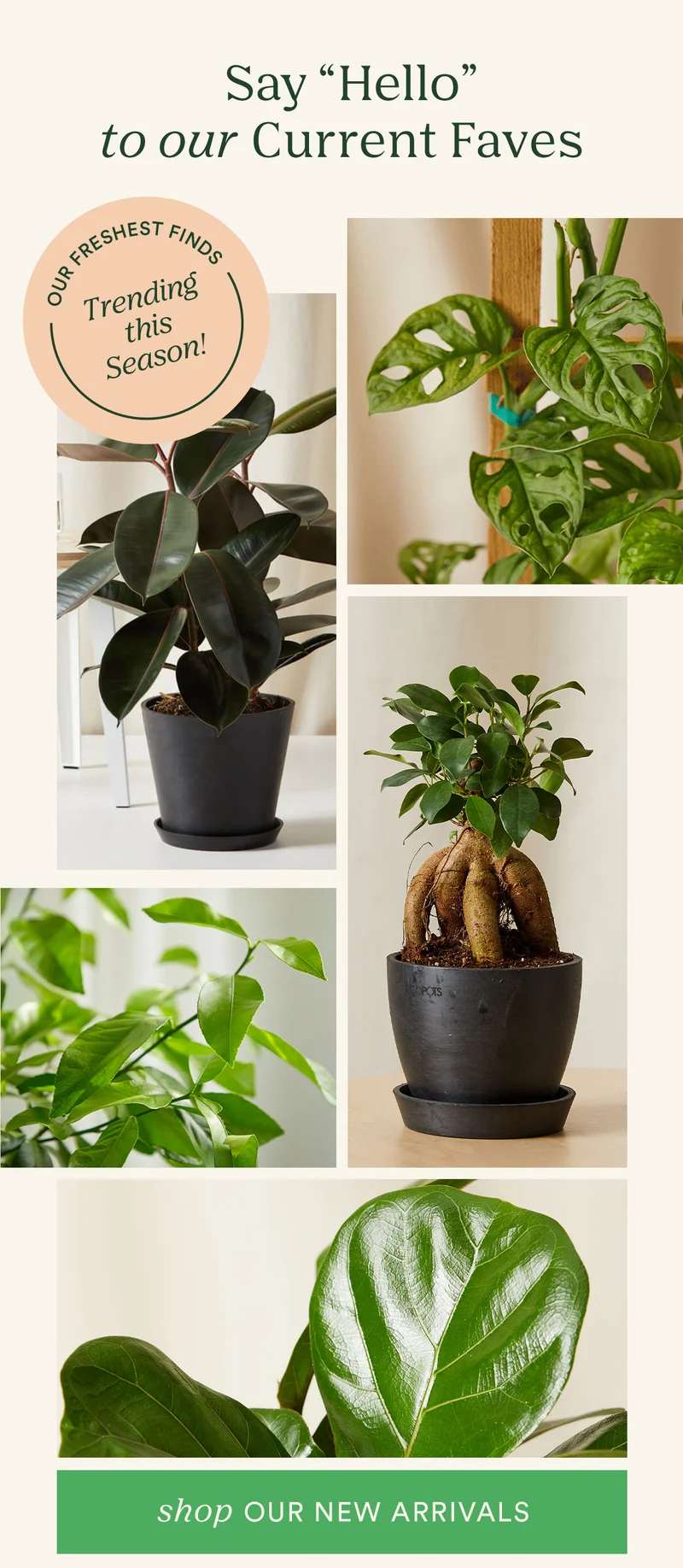 Shop New Plant Arrivals