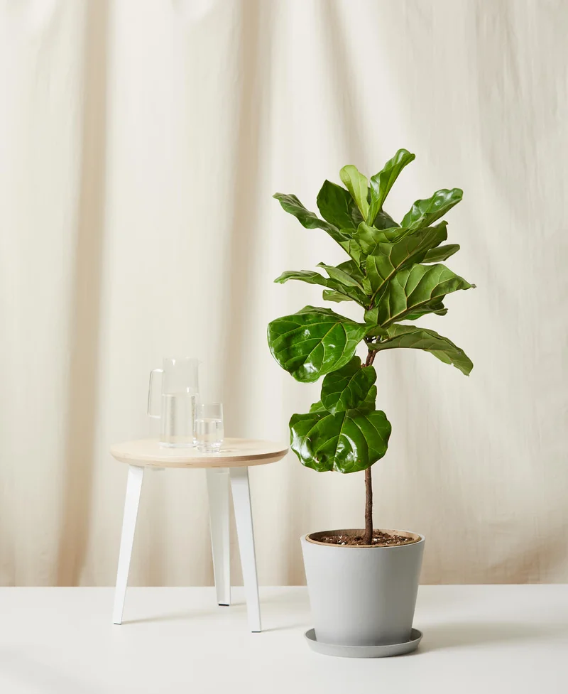 Image of Fiddle Leaf Fig