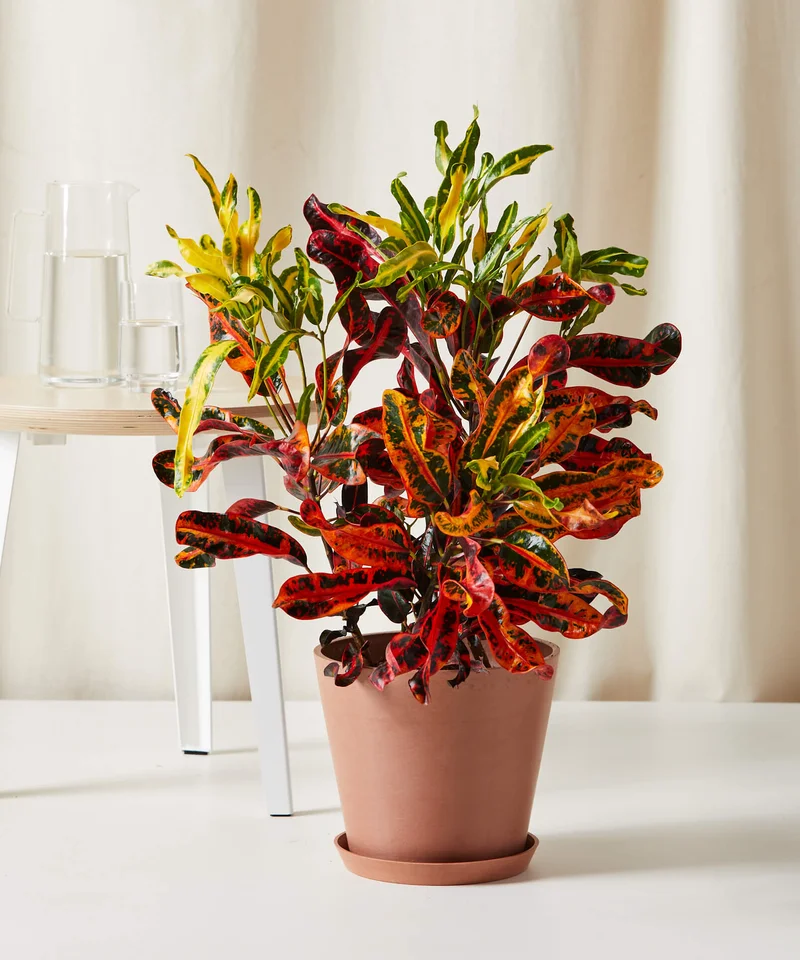Image of Variegated Croton