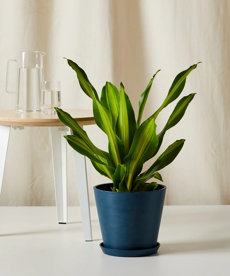 Image of Dracaena Golden Heart