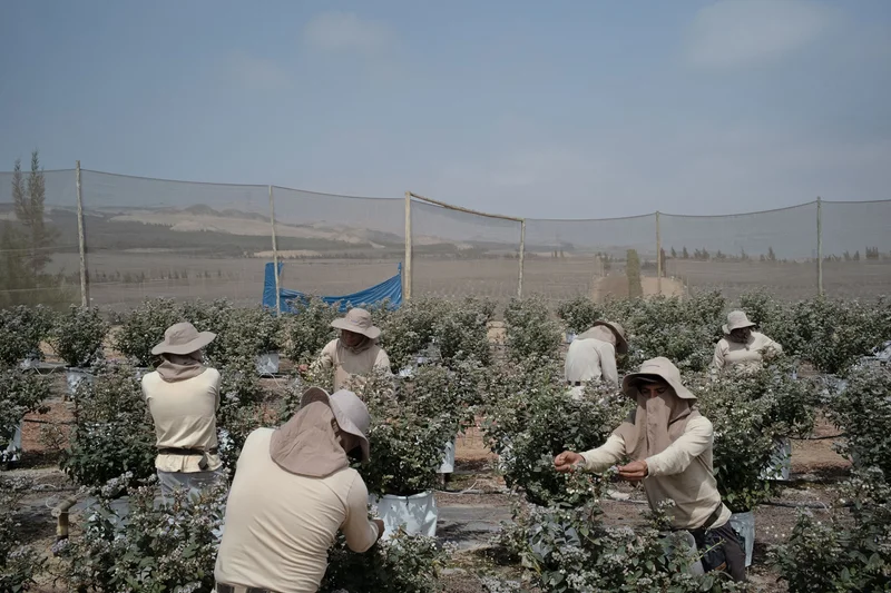 At a large multinational farm, employees harvest blueberries. The region lies along the northwestern Pacific coast of this nation that was once thought unsuitable for blueberries.