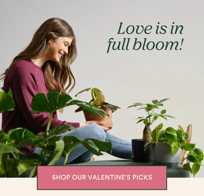 Happy Valentine's Day