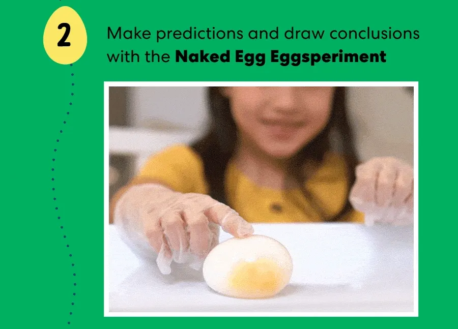 Make predictions and draw conclusions with the Naked Egg Eggsperiment
