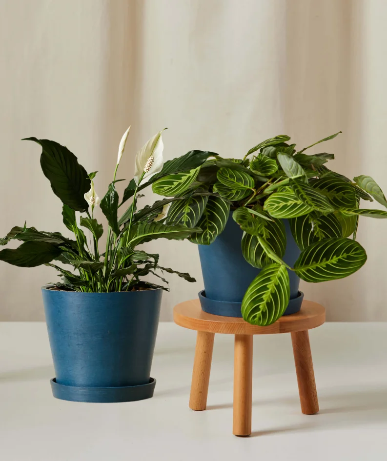 Image of Mother's Day Duo