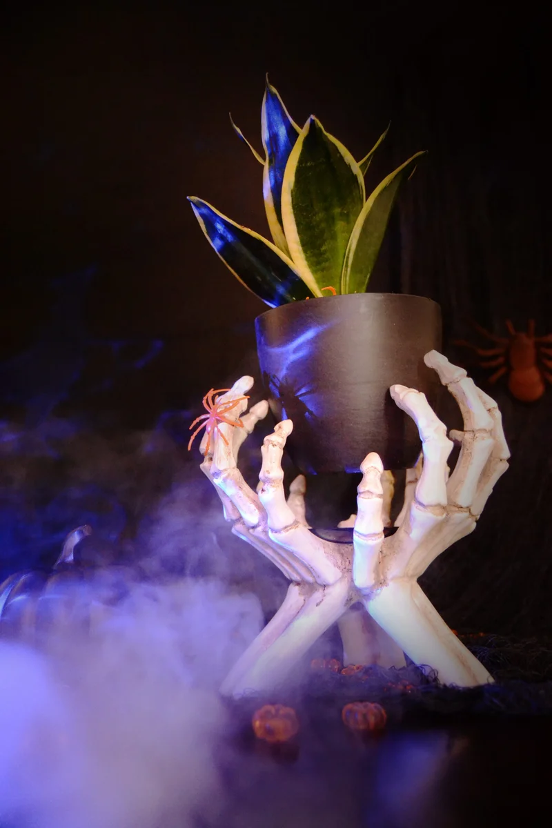 Image of Spooky Snake Plant
