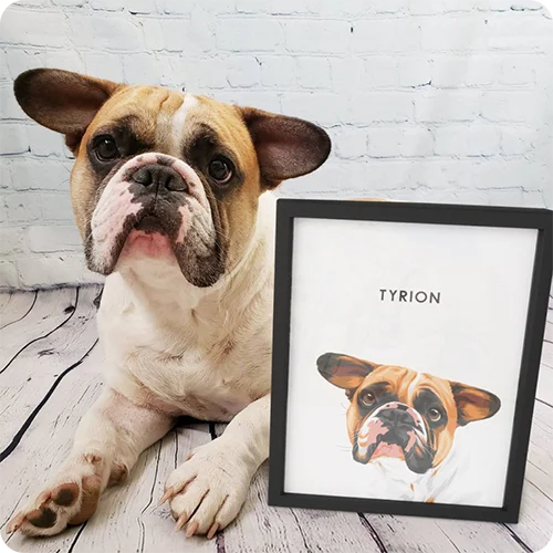 Modern Pet Portrait