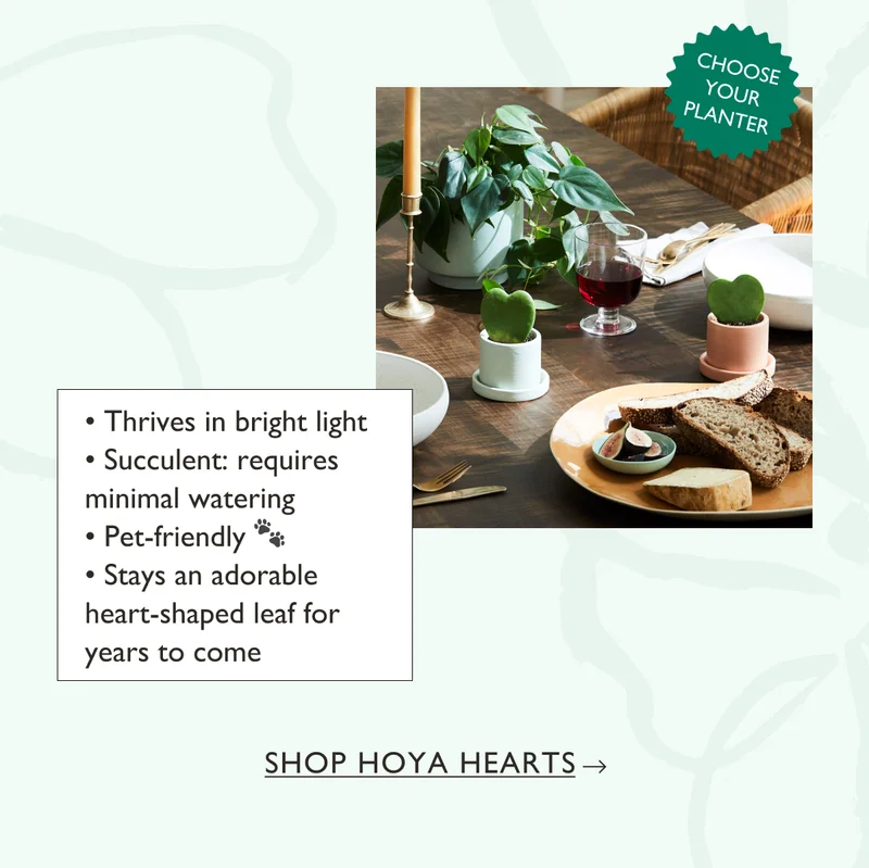 Thrives in bright light. Requires minimal watering. And is pet-friendly!