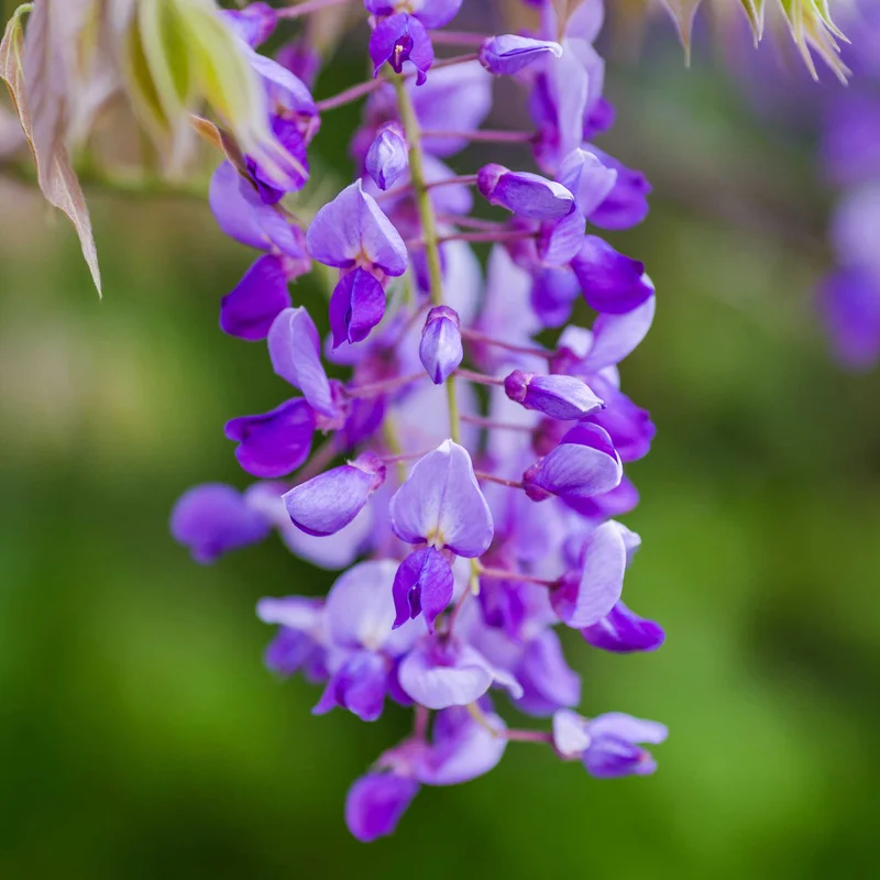 Image of Blue Moon Wisteria