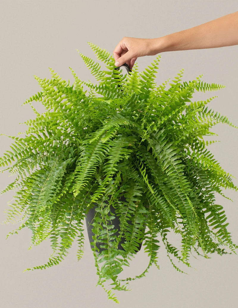 Image of Large Boston Fern Hanging Basket