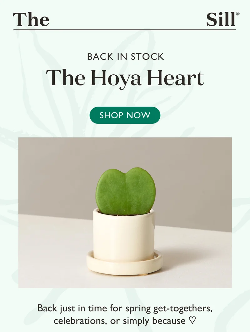 The Hoya Heart: Back in stock just in time for spring get-togethers, celebrations, or simply because.